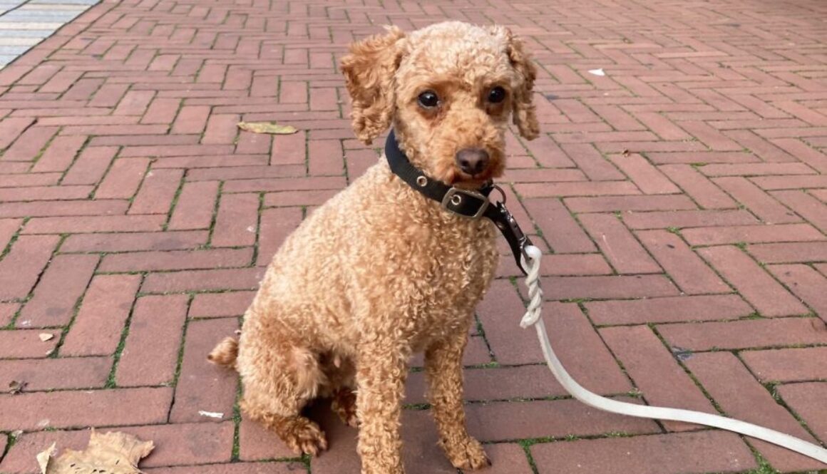 Chronische vermoeidheid en een hondje, Bonnie de toy poedel